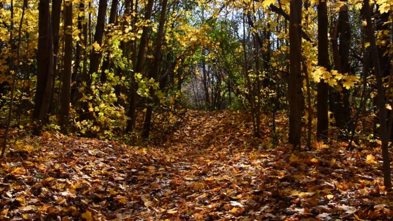 G Ross Lord Park, Fall